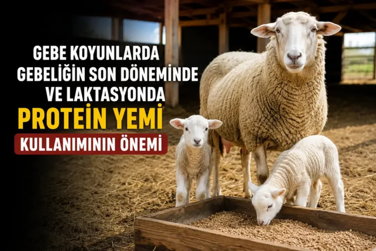 Koyunlarda Doğum Öncesi Protein Yemi Kullanımı Neden Önemlidir?