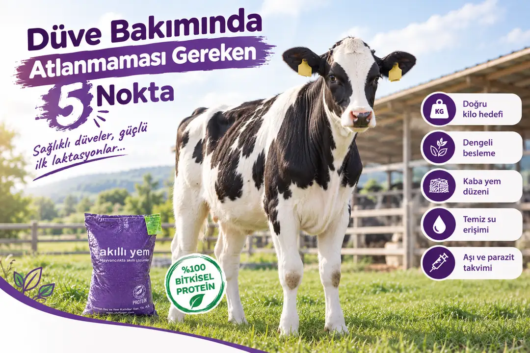 Düve Bakımında Atlanmaması Gereken 5 Nokta